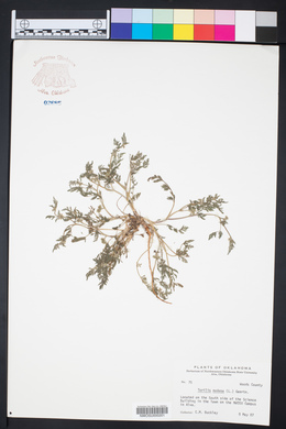 Torilis nodosa image