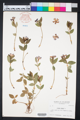 Vinca minor image