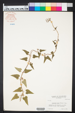 Cynanchum laeve image