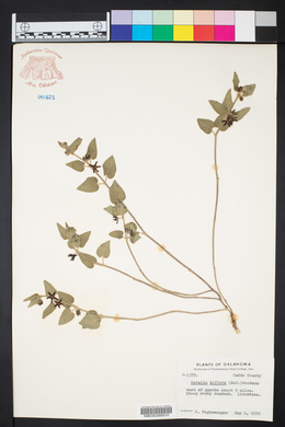 Matelea biflora image