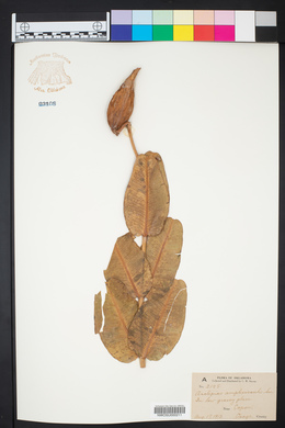 Asclepias amplexicaulis image