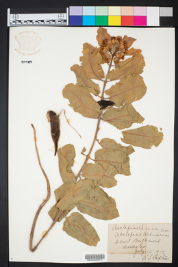 Asclepias arenaria image
