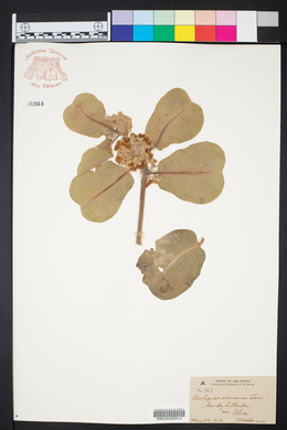 Asclepias arenaria image