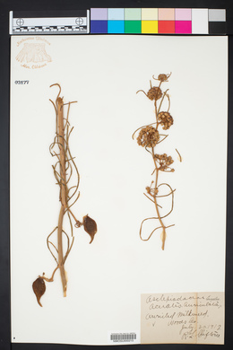Asclepias engelmanniana image