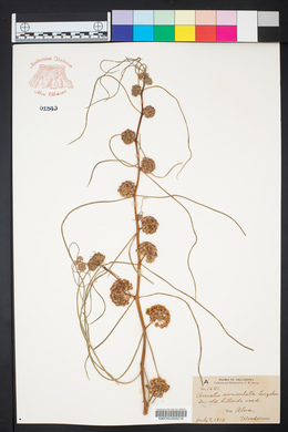 Asclepias engelmanniana image