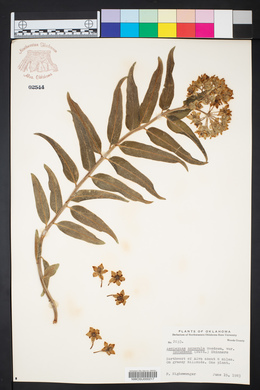 Asclepias asperula var. decumbens image