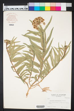 Asclepias asperula image