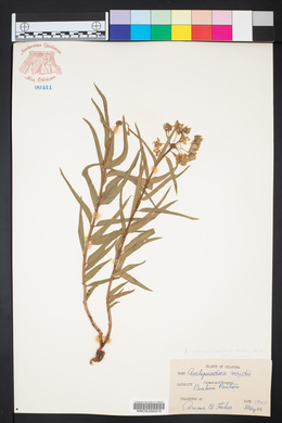 Asclepias asperula image