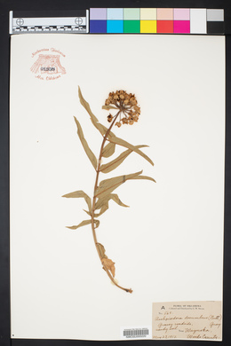 Asclepiodora decumbens image