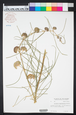 Asclepias engelmanniana image