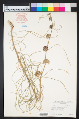 Asclepias engelmanniana image