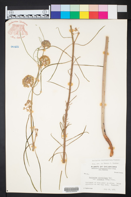 Asclepias viridiflora image