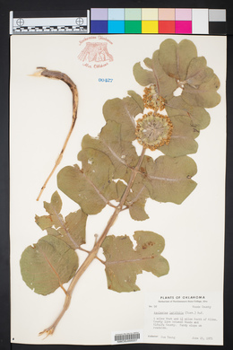 Asclepias latifolia image