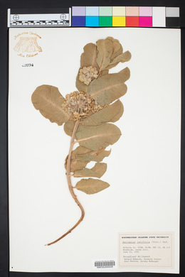 Asclepias latifolia image