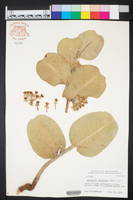 Asclepias latifolia image