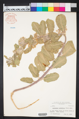Asclepias latifolia image