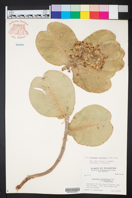 Asclepias latifolia image