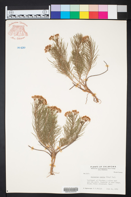 Asclepias pumila image