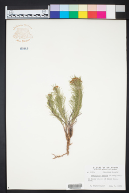 Asclepias pumila image