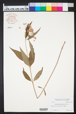 Asclepias quadrifolia image