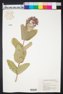 Asclepias speciosa image