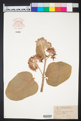 Asclepias speciosa image