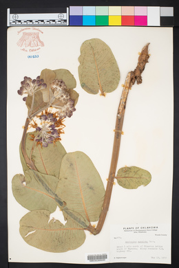 Asclepias speciosa image