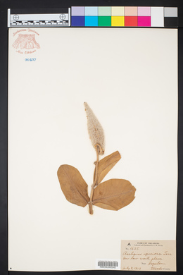 Asclepias speciosa image
