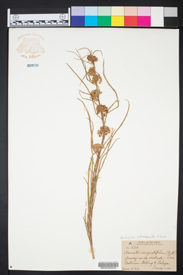 Asclepias stenophylla image