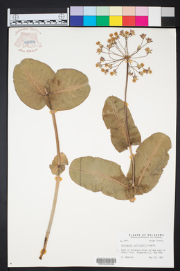 Asclepias sullivantii image