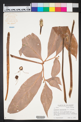 Arisaema dracontium image