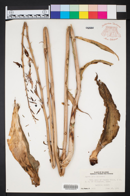 Agave lata image