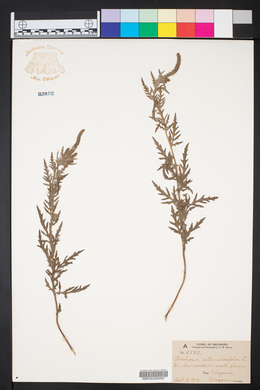 Ambrosia artemisiaefolia image