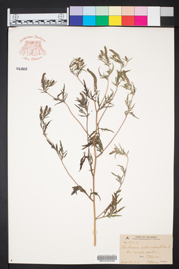 Ambrosia artemisiaefolia image