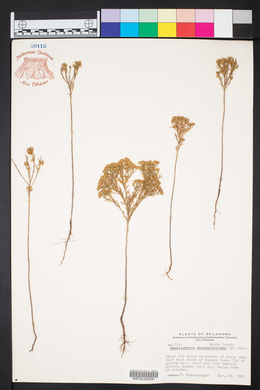 Amphiachyris dracunculoides image