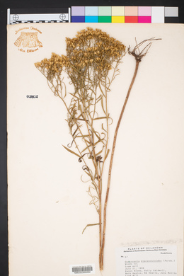 Amphiachyris dracunculoides image