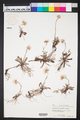 Antennaria neglecta image