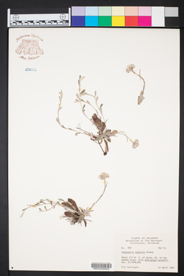 Antennaria neglecta image
