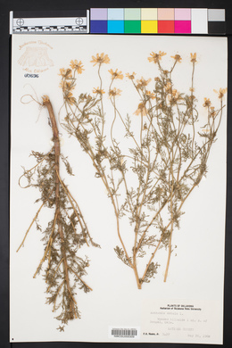 Anthemis cotula image