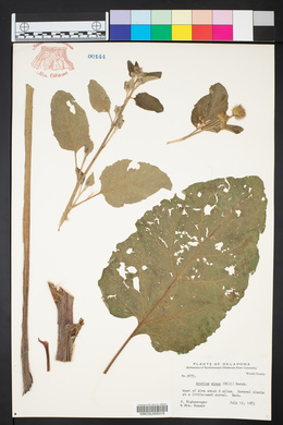 Arctium minus image