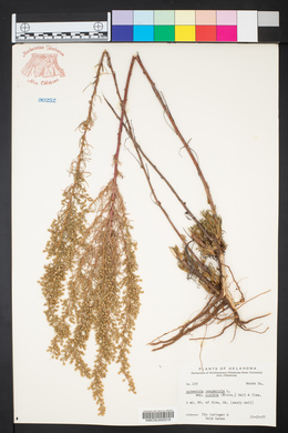 Artemisia campestris image