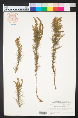 Artemisia carruthii image