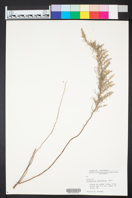 Artemisia filifolia image
