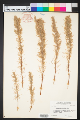 Artemisia filifolia image