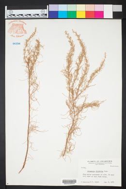 Artemisia filifolia image