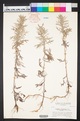 Artemisia ludoviciana subsp. mexicana image