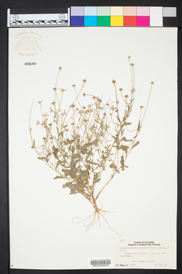 Astranthium integrifolium image
