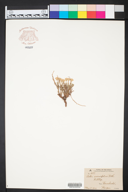 Chaetopappa ericoides image
