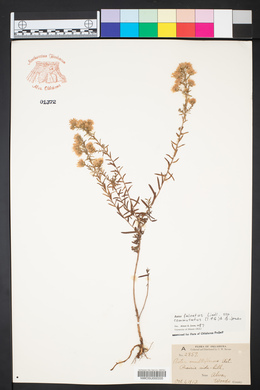 Symphyotrichum falcatum image