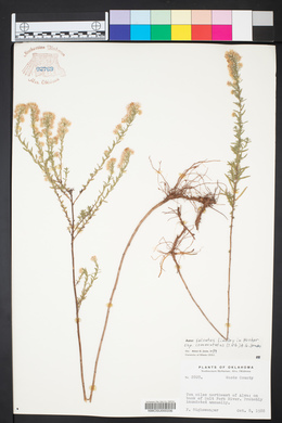 Symphyotrichum falcatum var. commutatum image